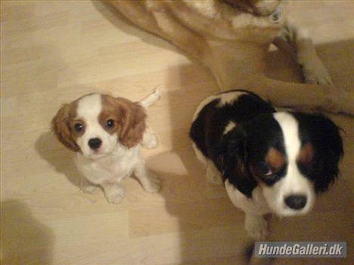 Cavalier king charles spaniel Fie - sammen med mor billede 10