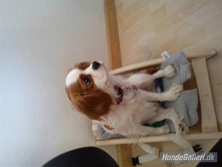 Cavalier king charles spaniel Fie - sider lige og slapper af billede 11