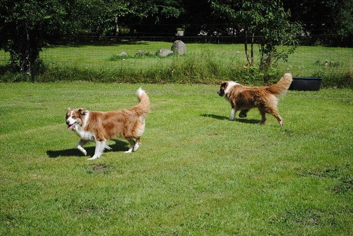 Australian shepherd Indis of Tailwind billede 13