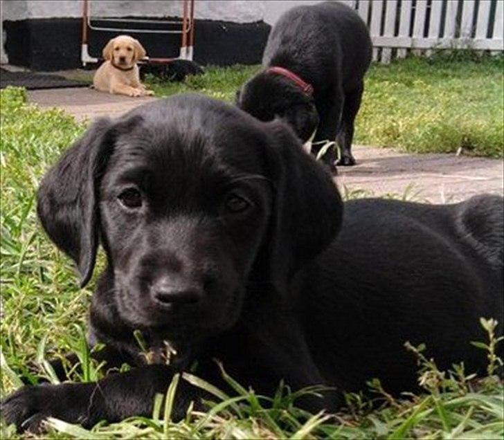 Blanding af racer Beauty <3 billede 17