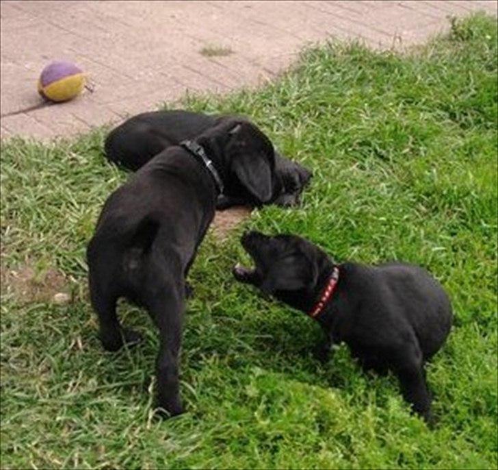 Blanding af racer Beauty <3 billede 7