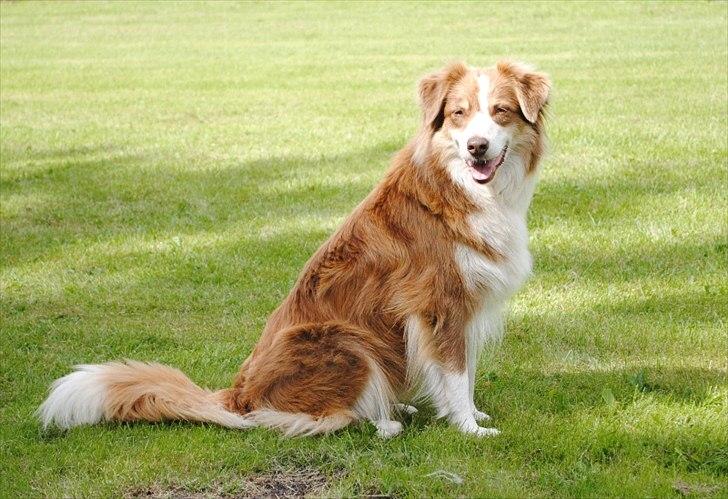 Australian shepherd Indis of Tailwind billede 14