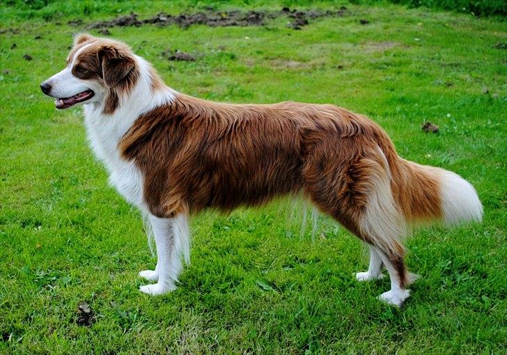 Australian shepherd Indis of Tailwind - Indis af Tailwind billede 1