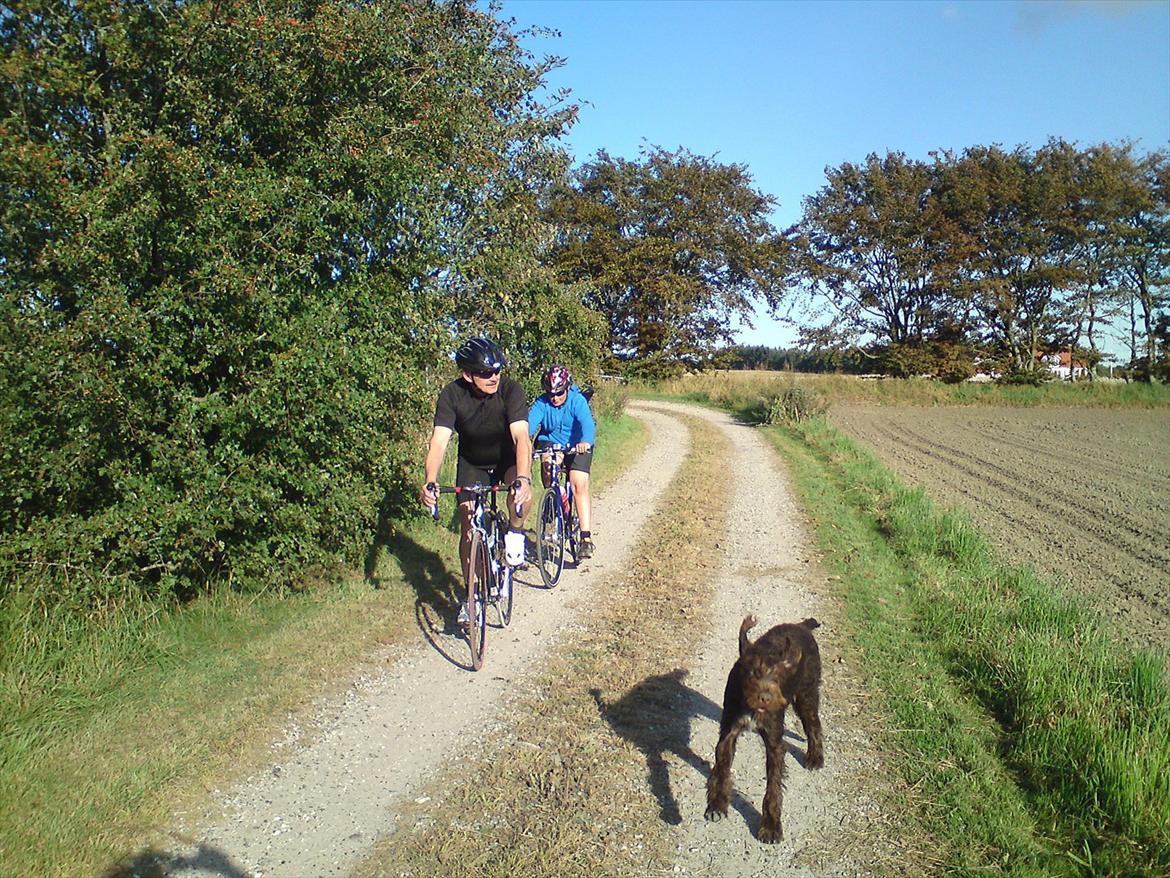 Ruhåret hønsehund Buster. billede 12