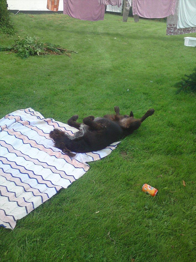 Ruhåret hønsehund Buster. billede 13