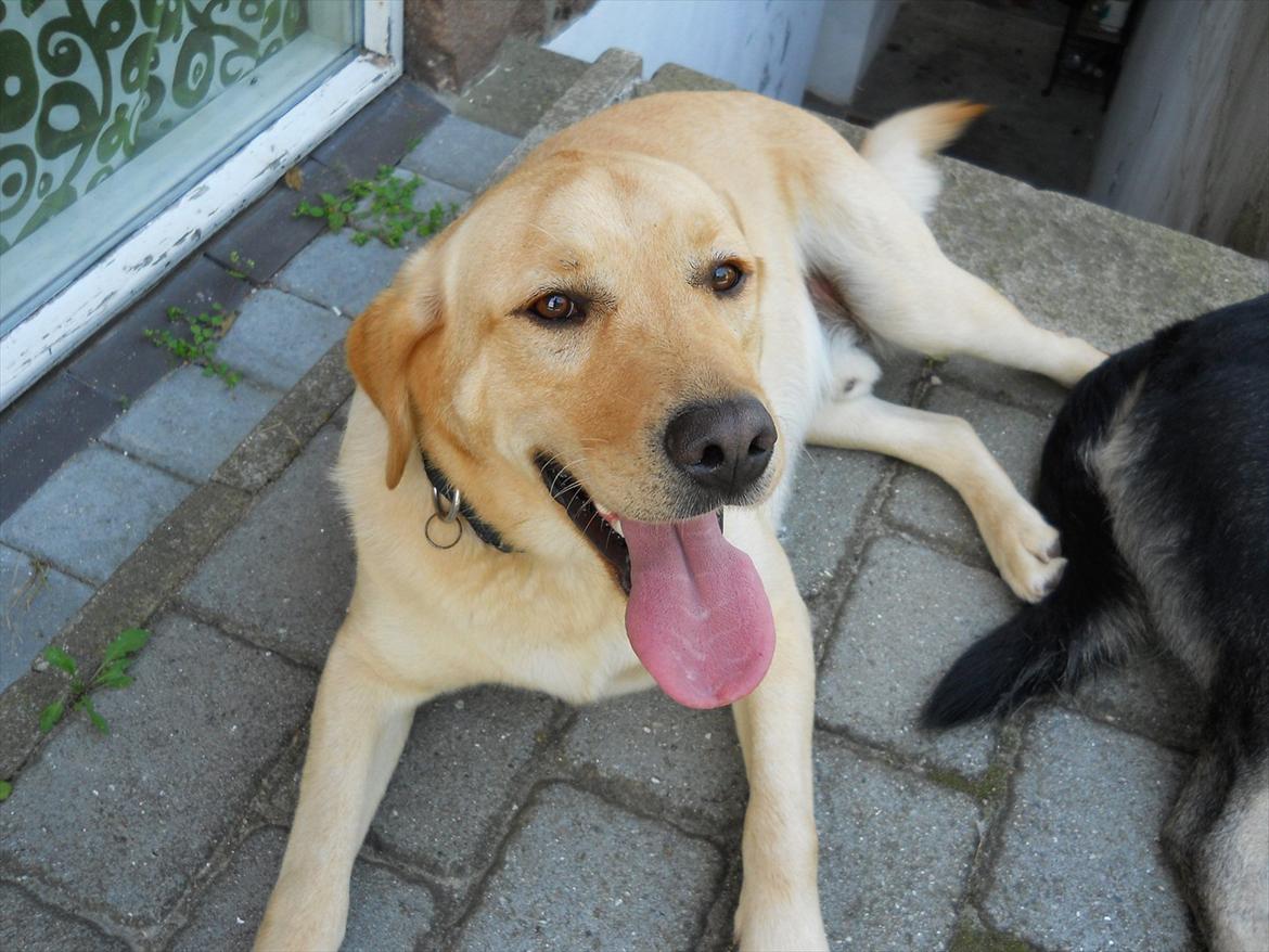 Blanding af racer Labrador retriever + Golden retriever Niels (BV) - Smukke Niels <3 billede 6