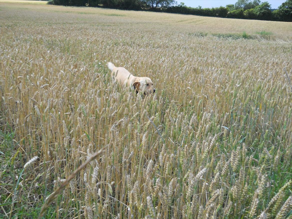 Blanding af racer Labrador retriever + Golden retriever Niels (BV) - Niels ude i marken :D billede 7