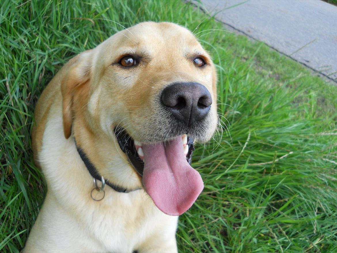 Blanding af racer Labrador retriever + Golden retriever Niels (BV) - Niels smukke øjne :D billede 4