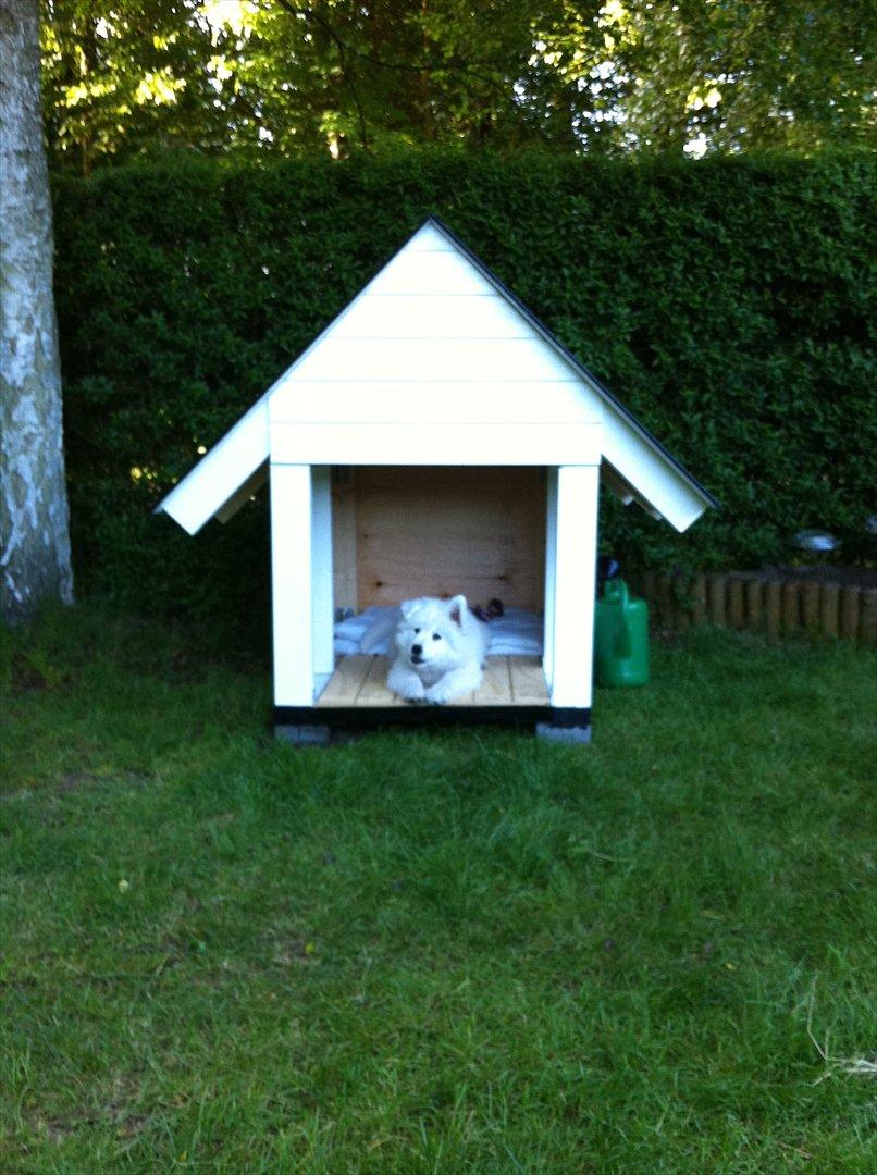 Samojedhund Toby - Så fik jeg mit eget hundehus - skøøønt, der var godbidder derinde... billede 8