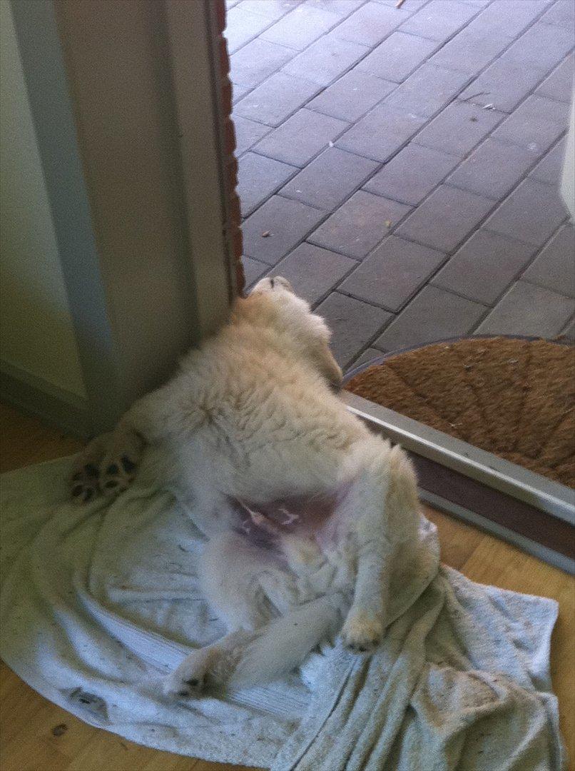 Samojedhund Toby - jeg er træt så jeg crasher lige i døren... billede 12