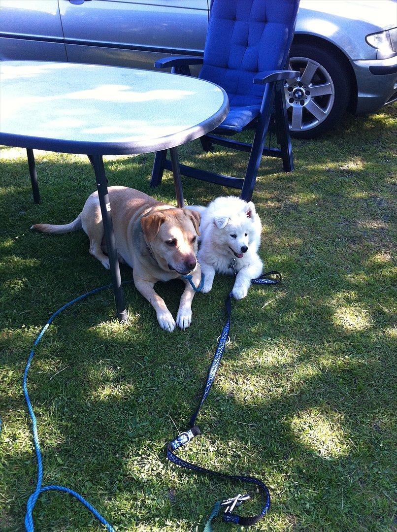 Samojedhund Toby - camping med Bugly.. billede 13