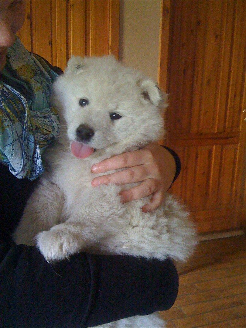 Samojedhund Toby - 6½ uge gammel, blød og dejlig :) billede 4