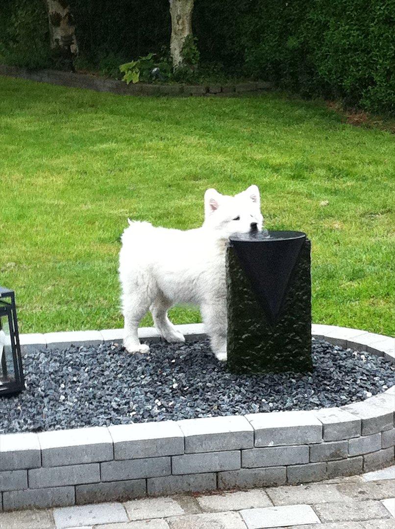 Samojedhund Toby - Uhhhh - der kommer vand ud af stenen ... billede 9