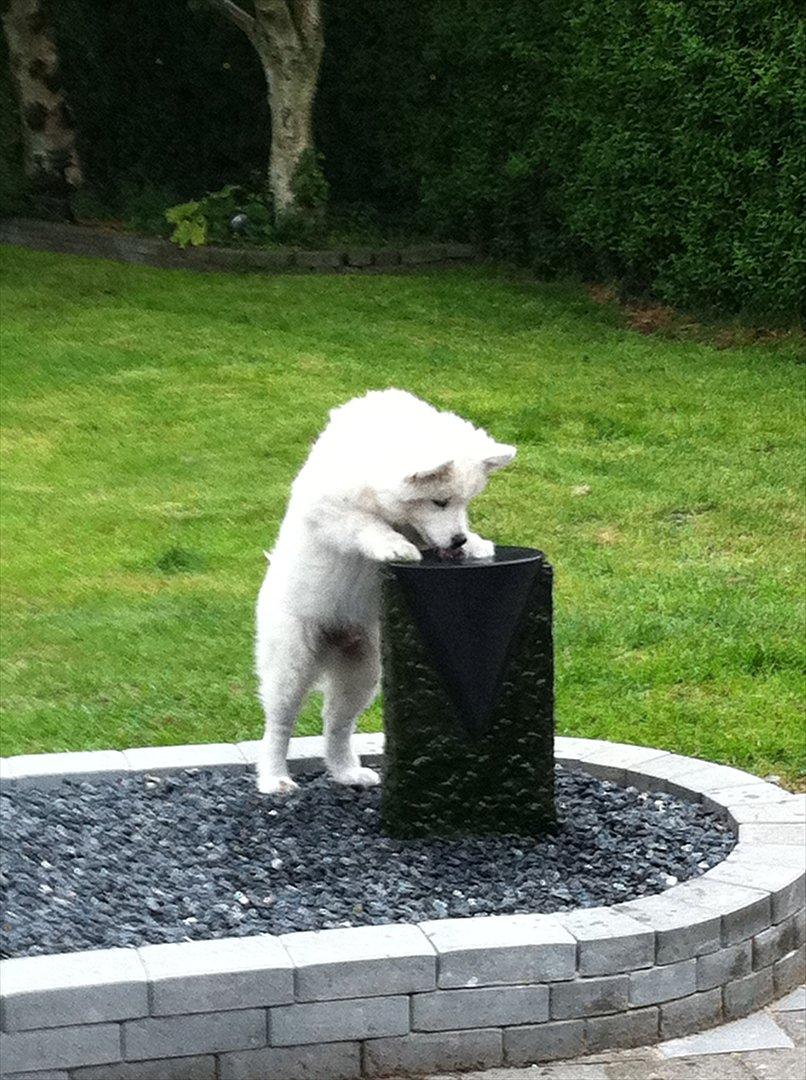 Samojedhund Toby - Dejligt koldt vand, og det kildrer lidt på næsen....  billede 10