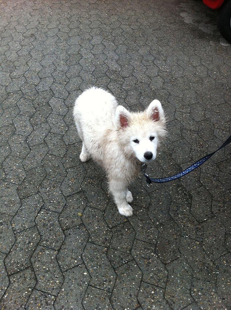 Samojedhund Toby - gåtur i regnvejr billede 11