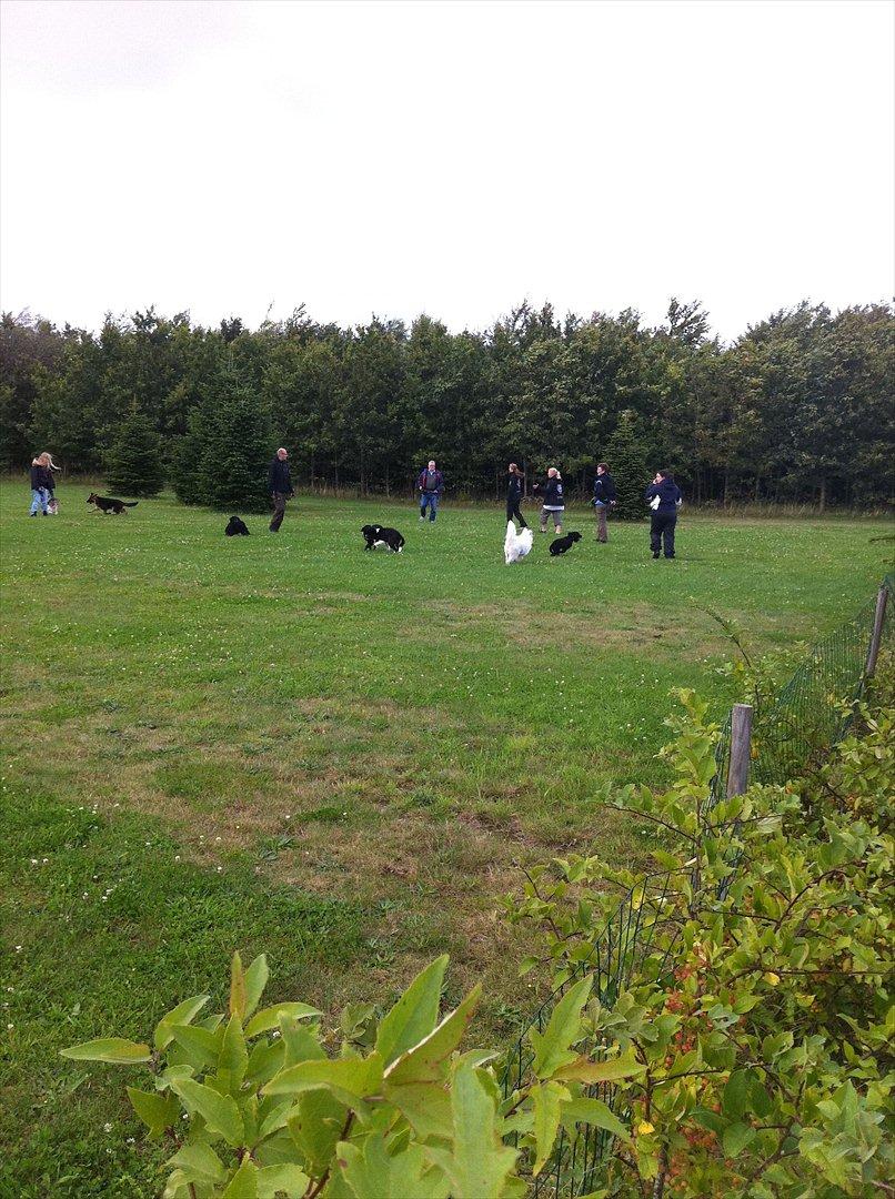 Samojedhund Toby - Alle mine venner fra hundetræning :) billede 18
