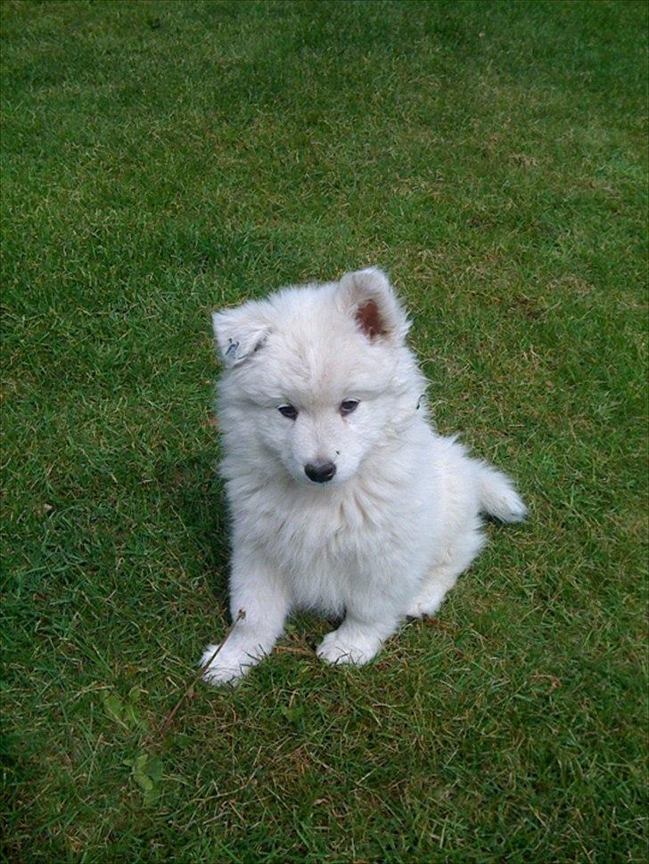 Samojedhund Toby - 8 uger gammel og lige kommet hjem -  lidt uforstående overfor alt det nye... billede 5