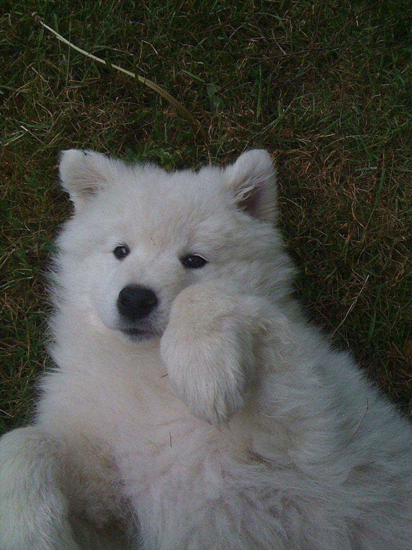 Samojedhund Toby - Så er det nussetid - klø min mave ... billede 1