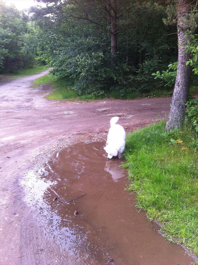 Samojedhund Toby - jubii - en vandpyt.. i hundeskoven.. med pind.. så blir det ikke meget bedre :) billede 14