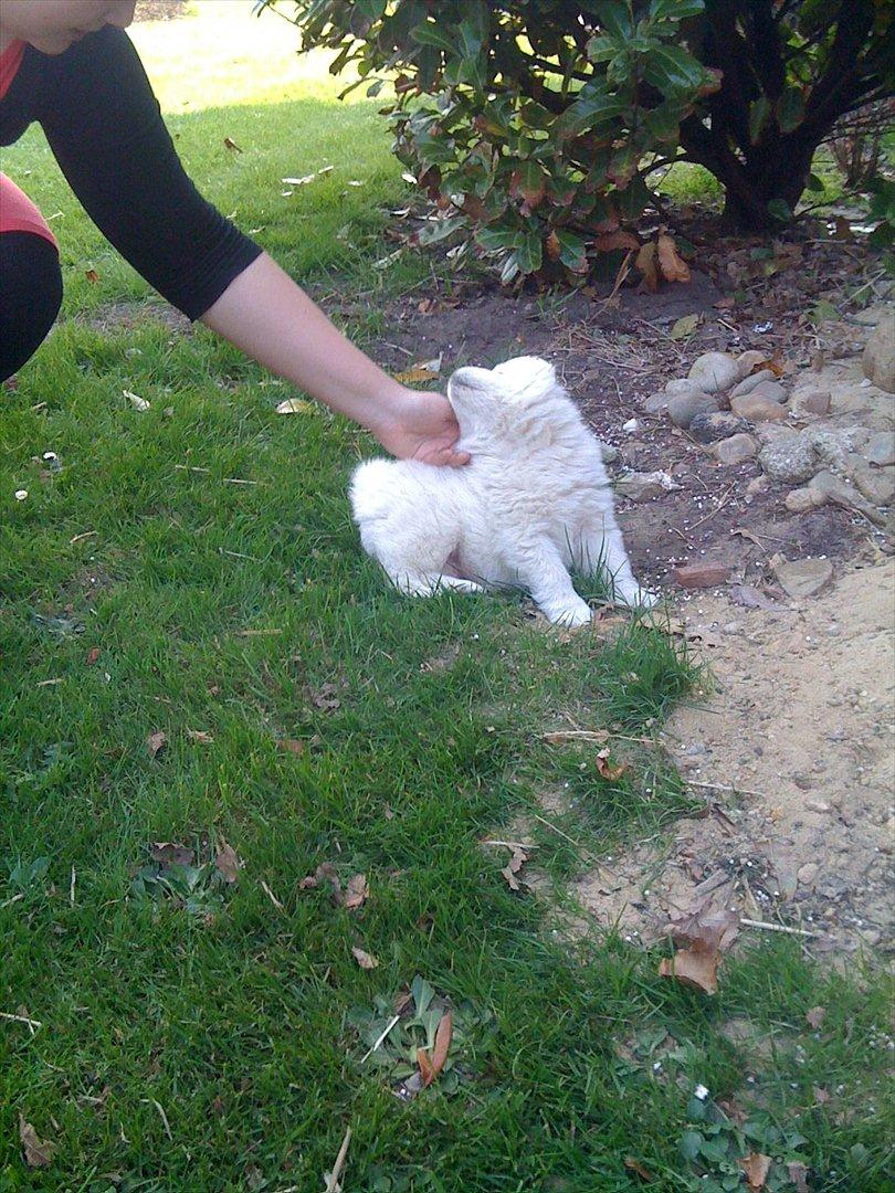 Samojedhund Toby - Første gang vi så Toby - kun 5 uger gammel og helt uimodståelig :) billede 2
