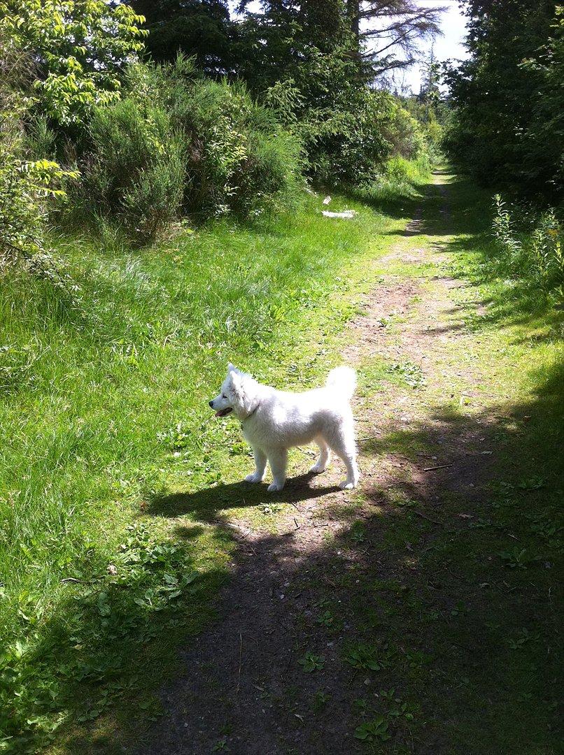 Samojedhund Toby - hundeskoven i tørvejr - nice !! billede 15