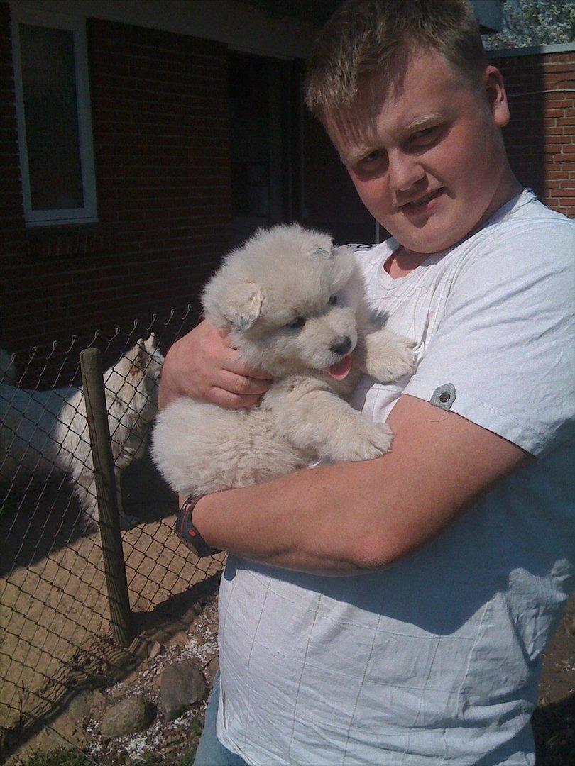 Samojedhund Toby - 5 uger gammel - en rigtig puttetrold .. billede 3