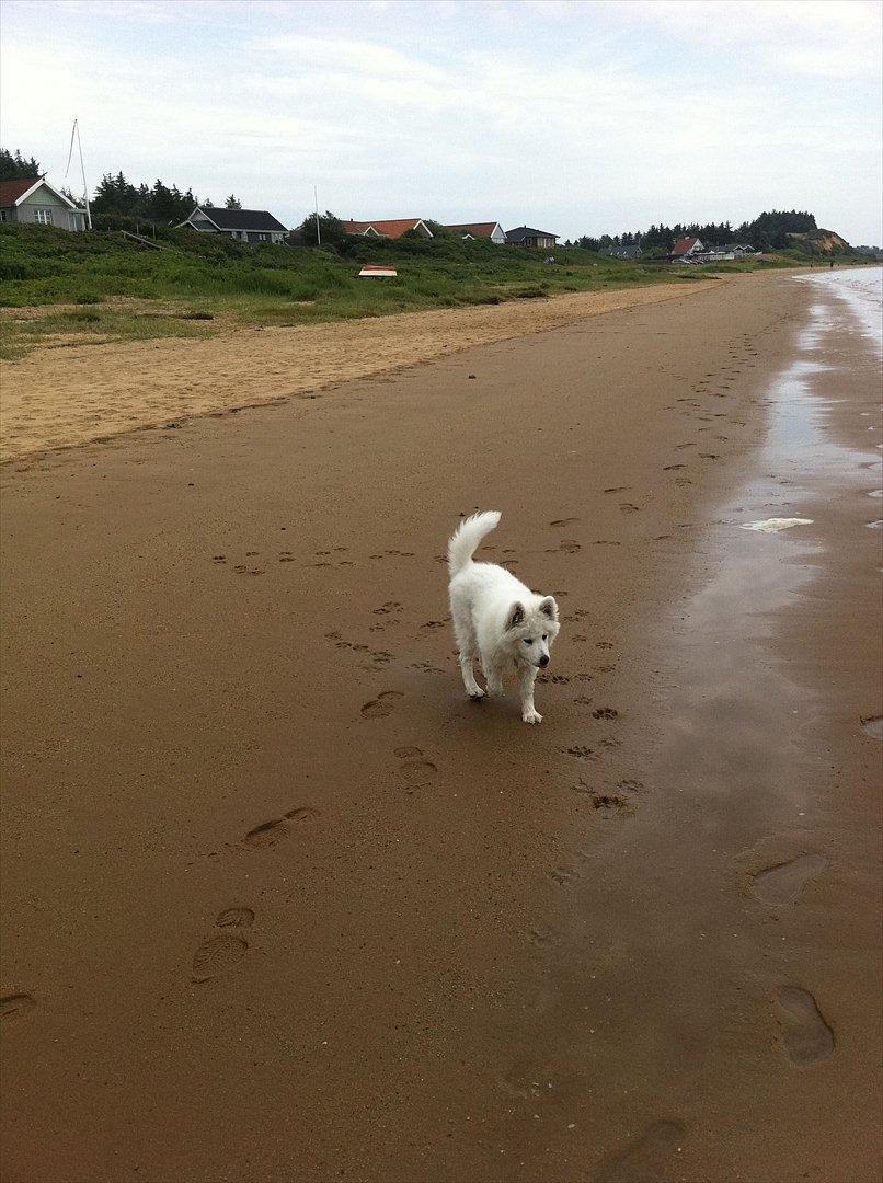 Samojedhund Toby - på stranden - vandet er bare sååå spændende, så jeg går lige lidt rundt om mig selv ... billede 16