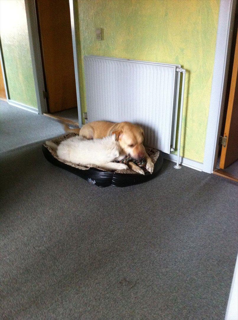 Samojedhund Toby - Min nye gode ven, onkel Bugly - hans kurv er stor nok til mig også :) billede 7