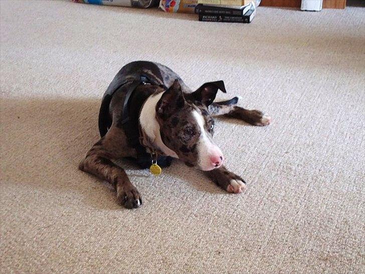 Blanding af racer > Houla Dane ] Zano billede 18