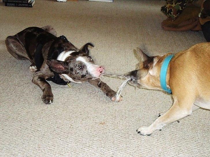 Blanding af racer > Houla Dane ] Zano billede 19