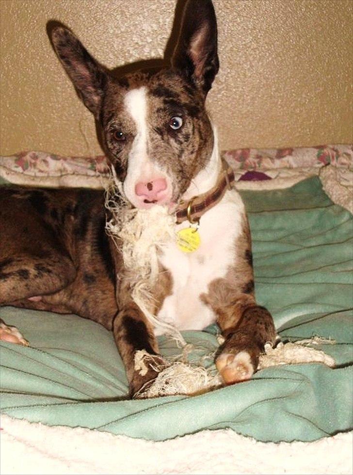 Blanding af racer > Houla Dane ] Zano billede 20