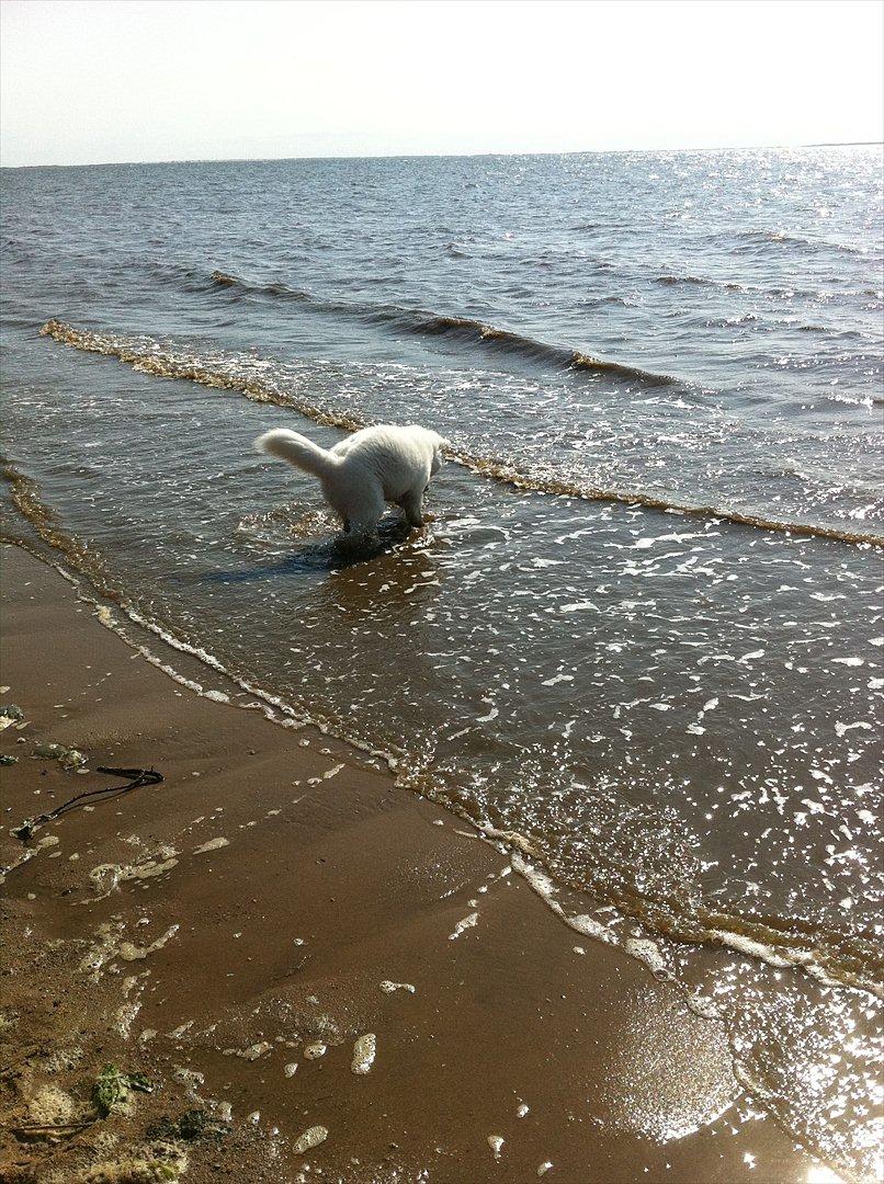 Samojedhund Toby - jeg ved det godt - kun ud til navlen ... billede 17