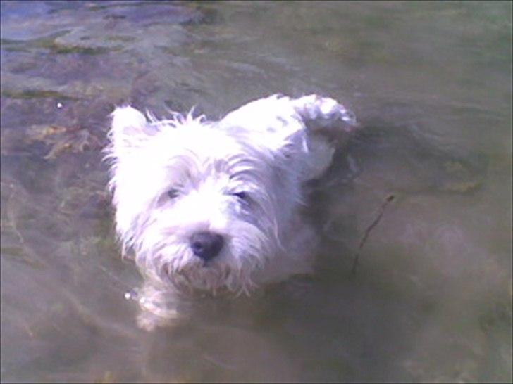 West highland white terrier Ravnegårds Olympus *Paddy* (My Soulmate <3) - Paddy i vandet :) billede 14