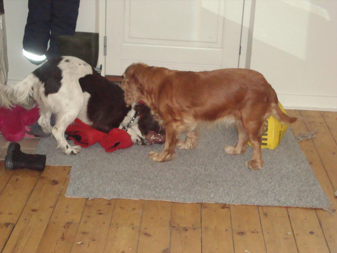 Engelsk springer spaniel Loke billede 2