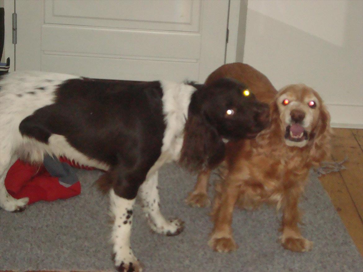 Engelsk springer spaniel Loke billede 4