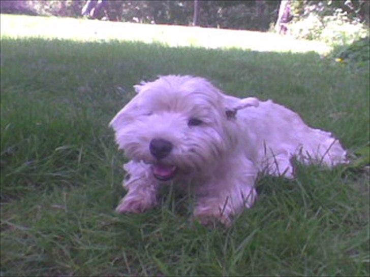 West highland white terrier Ravnegårds Olympus *Paddy* (My Soulmate <3) billede 13