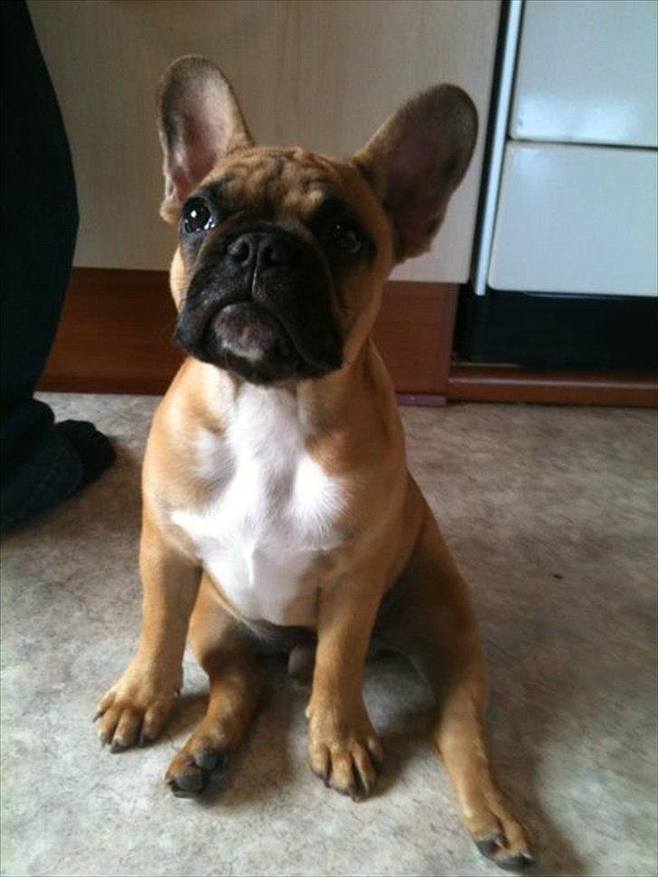 Fransk bulldog Kenzo billede 3
