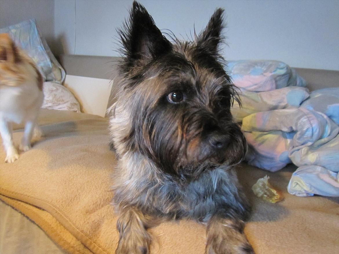 Cairn terrier .•:*¨¨*:•.Olli.•:*¨¨*:• billede 10