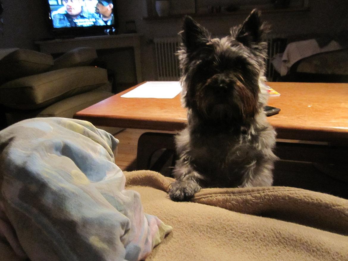 Cairn terrier .•:*¨¨*:•.Olli.•:*¨¨*:• billede 11