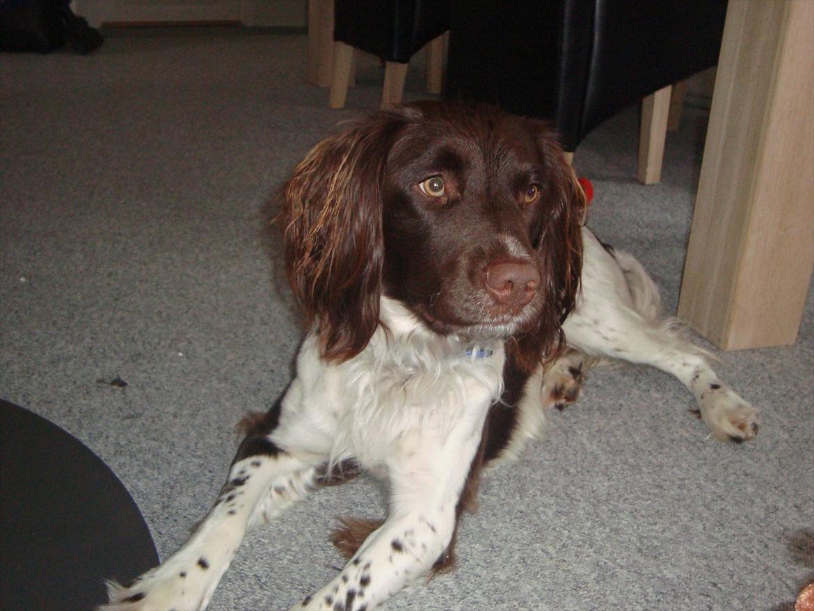 Engelsk springer spaniel Loke billede 5