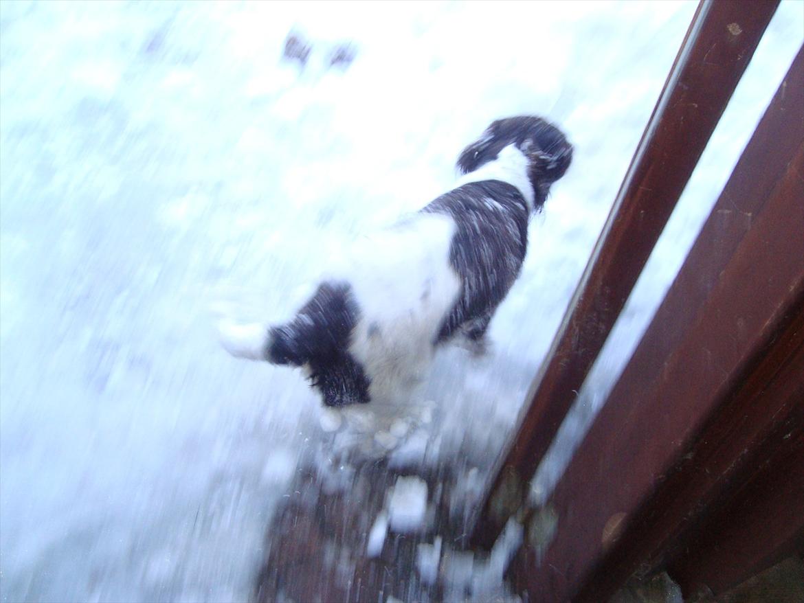 Engelsk springer spaniel Loke billede 6