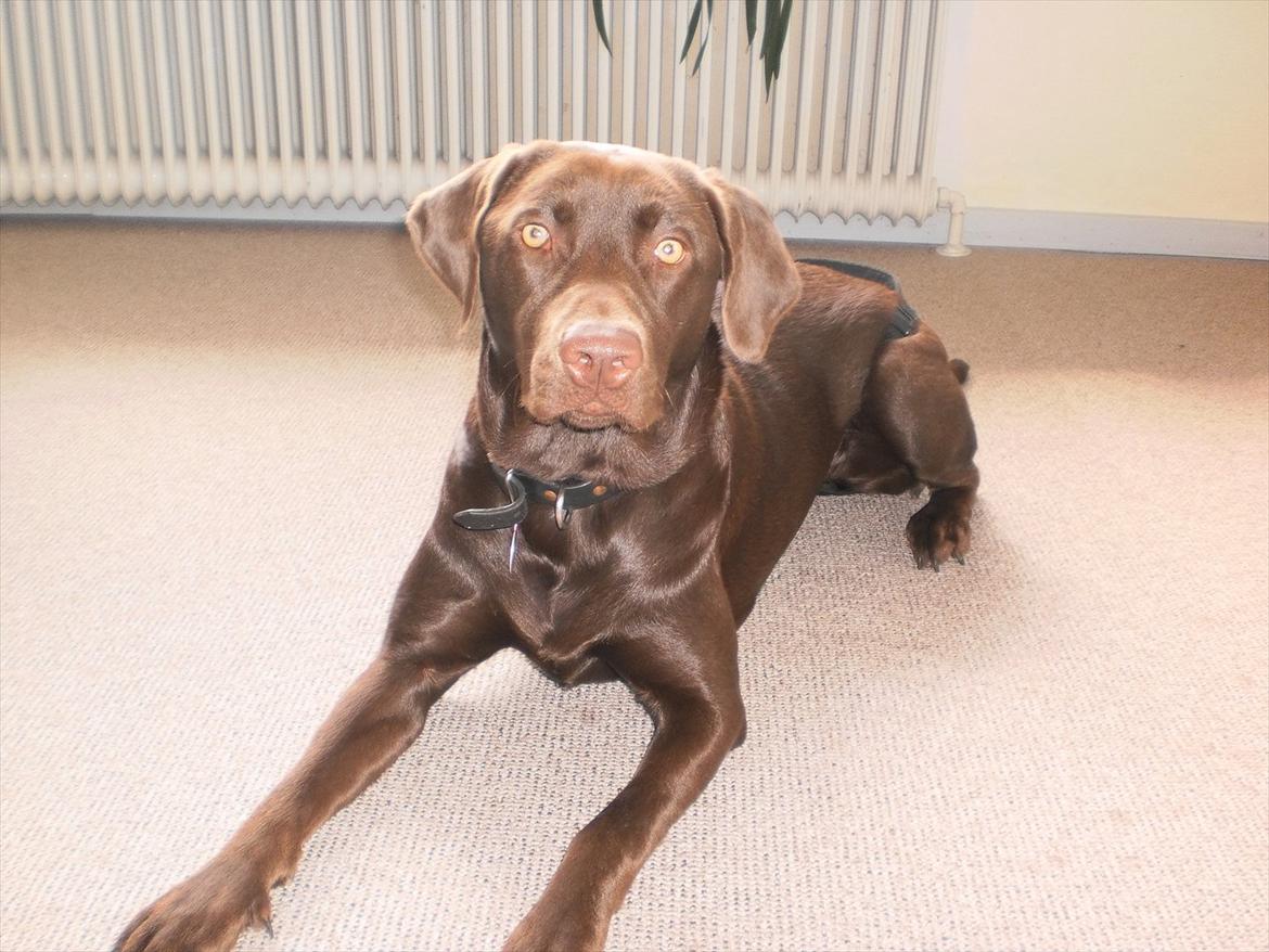 Labrador retriever KASJA * Solgt d.19 - 02 - 2012* - Møsmøs*-: billede 17