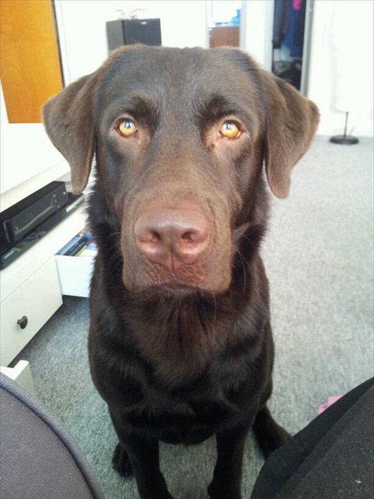 Labrador retriever Canto  billede 12