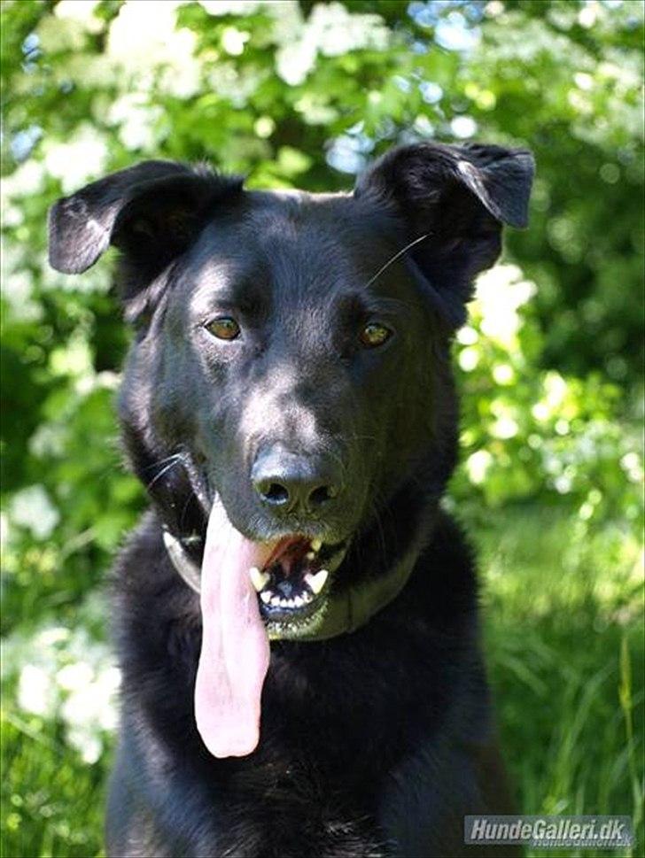 Blanding af racer Keiko<3 R.I.P. billede 15