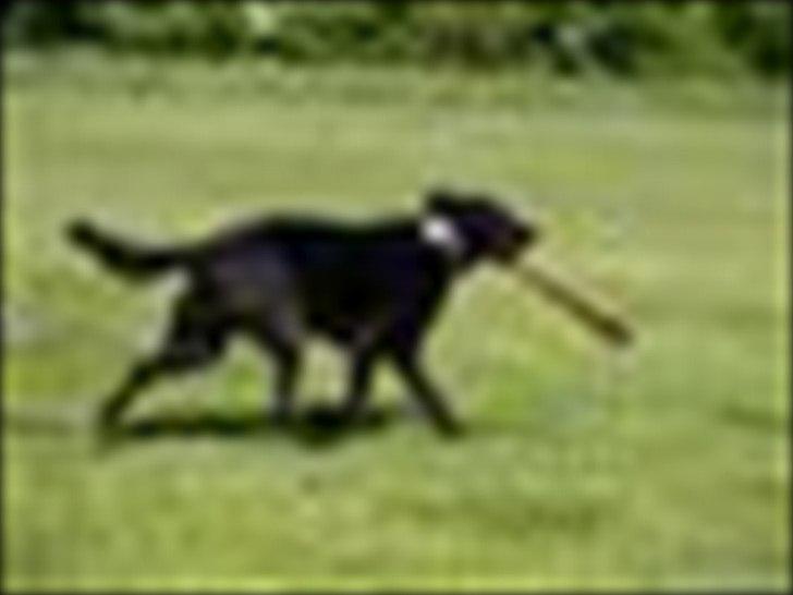 Blanding af racer Keiko<3 R.I.P. billede 16