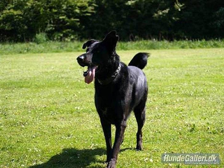 Blanding af racer Keiko<3 R.I.P. billede 17