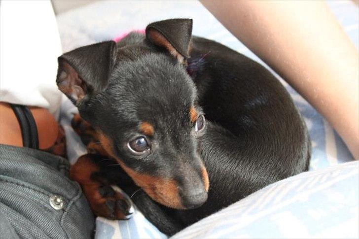 Dvaergpinscher Rødkildes Ferba billede 2