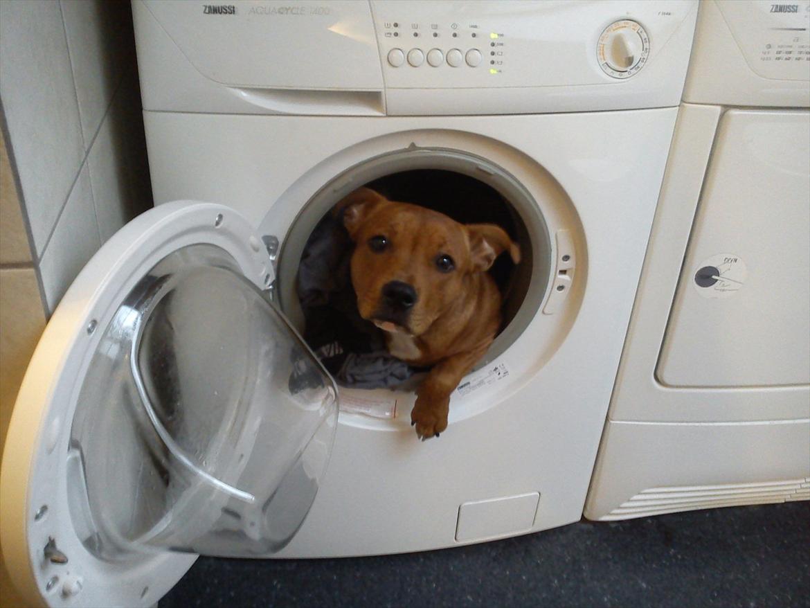 Staffordshire bull terrier Tovdal Bullet billede 7