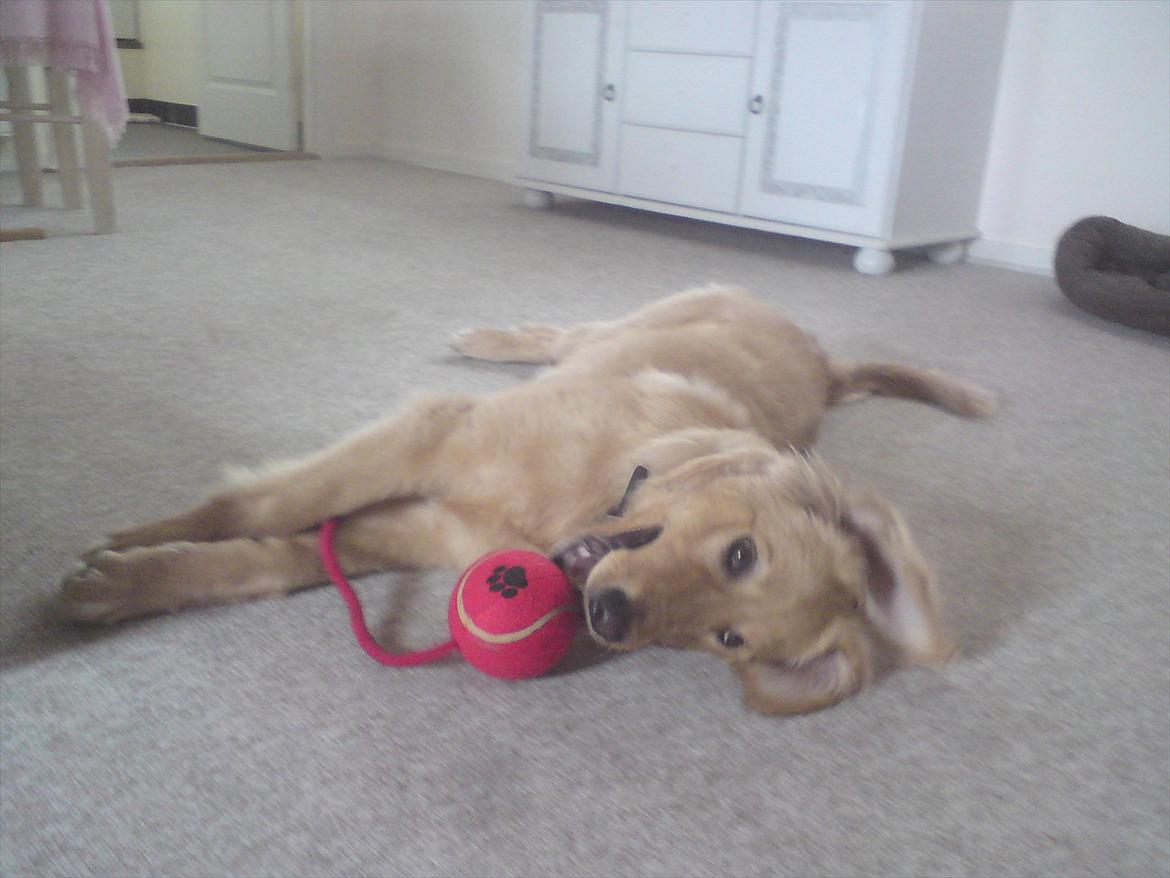 Hovawart Nøruphus' Kashmir - Hygge på gulvet - Kashmirs første dag hos mig, 5 måneder gammel billede 2