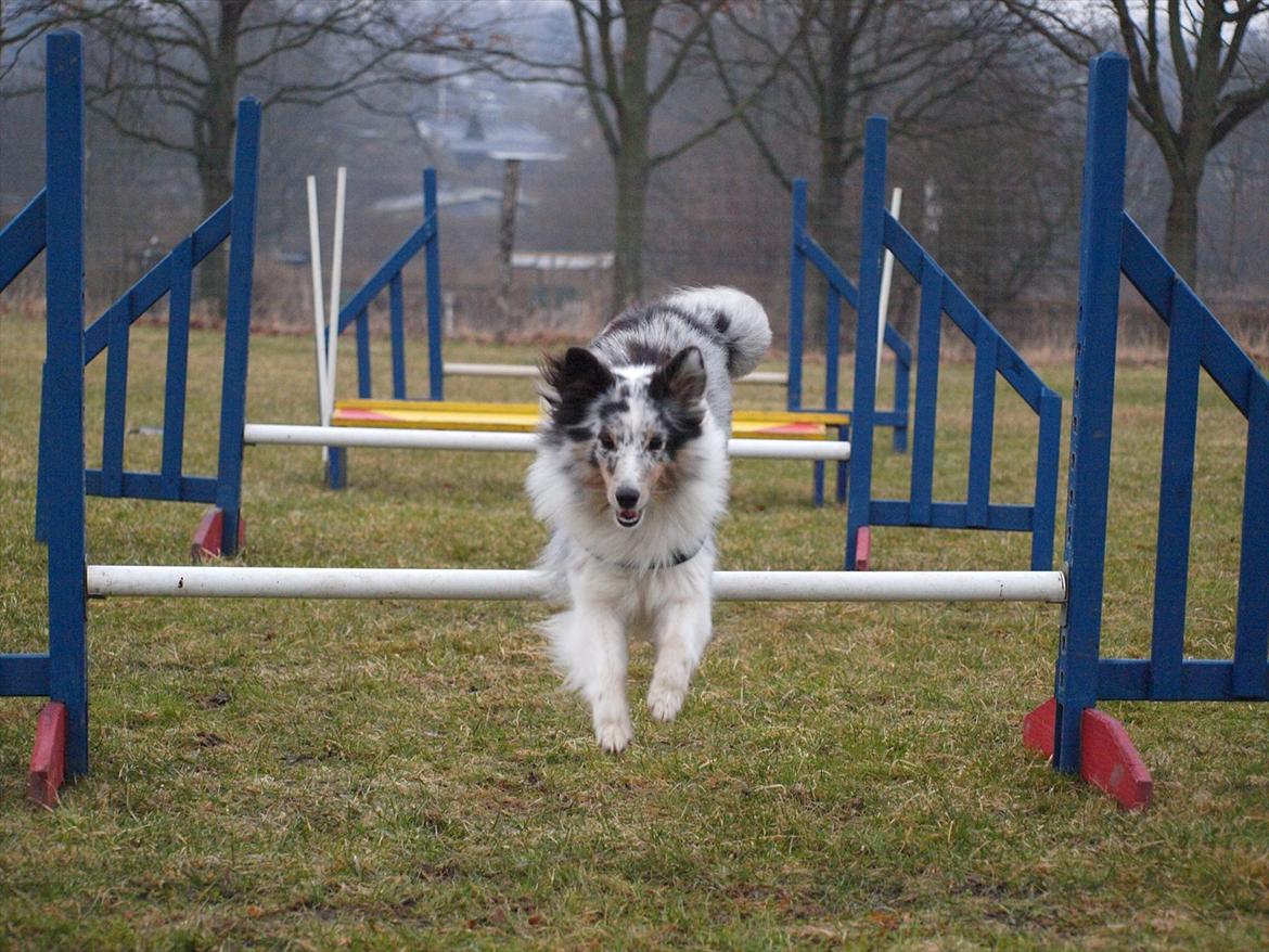 Shetland sheepdog Shenaja Blue Star On The Sky - Chicha <3 - Chicha til træning :D - 2011. billede 12